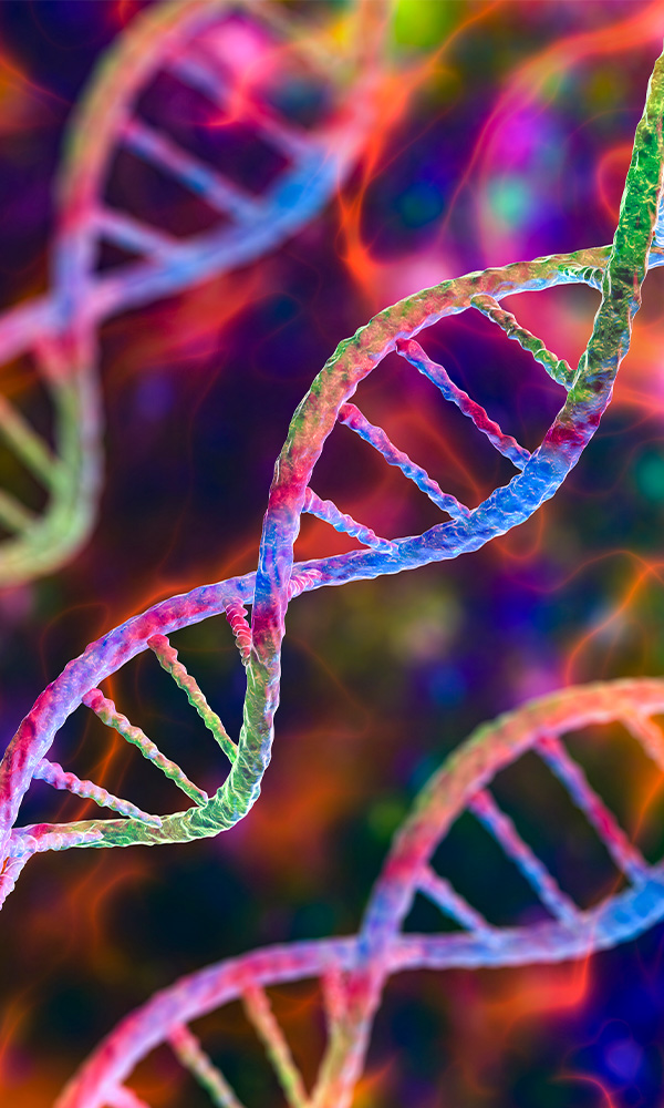 Fluorescent DNA double helix